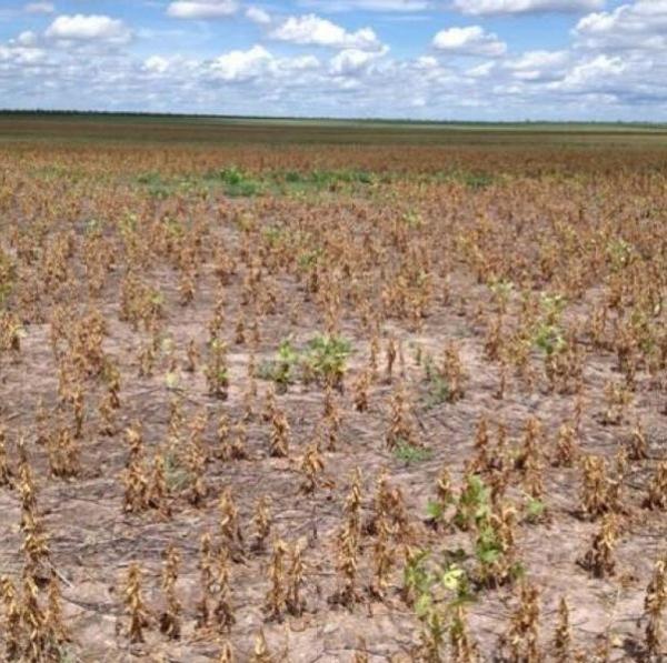 Defesa Civil faz alerta para período de seca no Piauí com a chegada do fenômeno El Niño