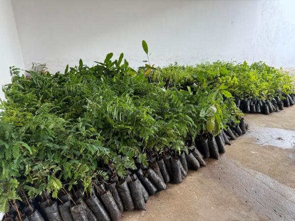 Semarh inicia calendário 2026 com distribuição de 11 mil mudas frutíferas e nativas no Piauí(Imagem:Ascom Semarh)
