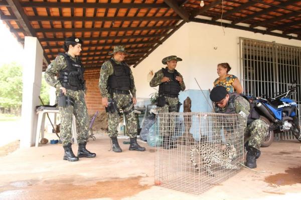 Batalh&atilde;o Ambiental recolhe jaguatirica ap&oacute;s entrega volunt&aacute;ria no Piau&iacute;.(Imagem:Soldado Israel/ BPA)