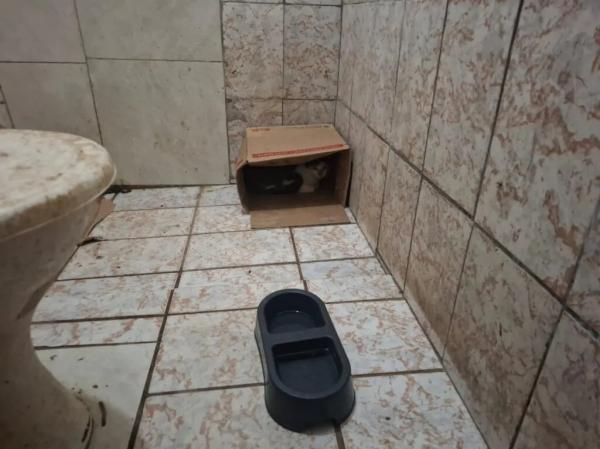 Cinco falsos veterinários são presos.(Imagem:PCPI)