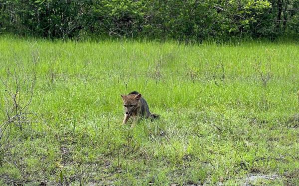  Semarh realiza a soltura de nove animais silvestres na regi&atilde;o norte do estado(Imagem:Divulga&ccedil;&atilde;o)