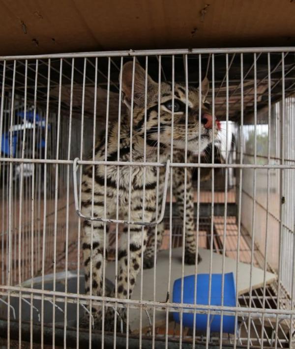 Batalh&atilde;o Ambiental recolhe jaguatirica ap&oacute;s entrega volunt&aacute;ria no Piau&iacute;.(Imagem:Soldado Israel/ BPA)