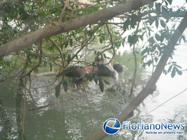 Corpo de jovem desaparecido &eacute; encontrado no rio Parna&iacute;ba.(Imagem:FlorianoNews)