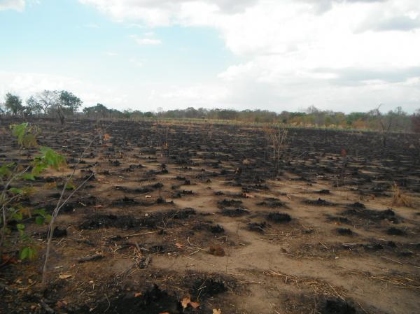 Inc&ecirc;ndio atingiu planta&ccedil;&atilde;o de coco na localidade Morrinhos.(Imagem:FlorianoNews)