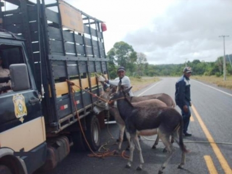Polícia Rodoviária Federal apreende mais 700 animais nas estradas do PI