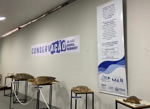  Tartarugas ap&oacute;s processo de taxidermia s&atilde;o expostas em Museu do Mar, em Parna&iacute;ba, no Piau&iacute;.(Imagem:Reprodu&ccedil;&atilde;o/ Dalila Veras )