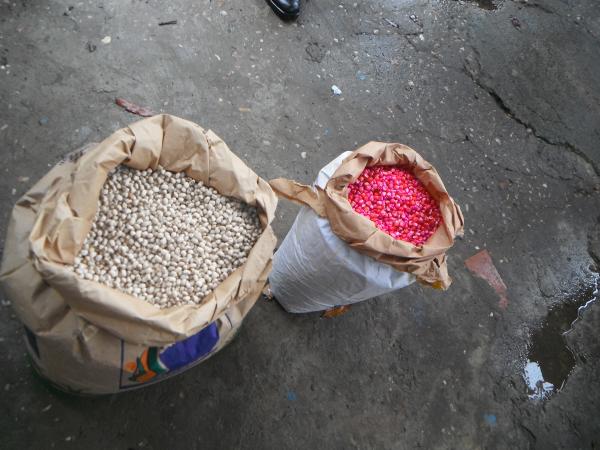 Pequenos produtores rurais de Floriano recebem sementes de milho e feij&atilde;o.(Imagem:FlorianoNews)