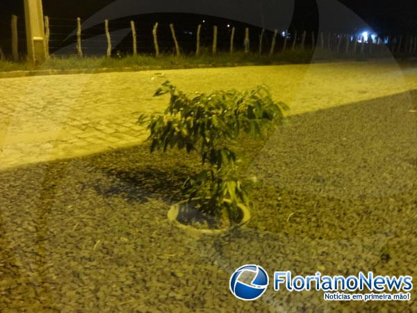 Moradores realizaram plantio de &aacute;rvores no Conjunto Filadelfo Freire de Castro.(Imagem:FlorianoNews)