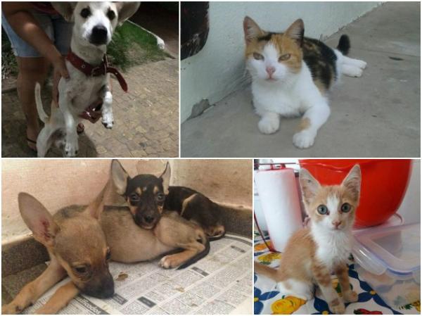 Voluntários resgatam mais de 380 animais abandonados em Teresina