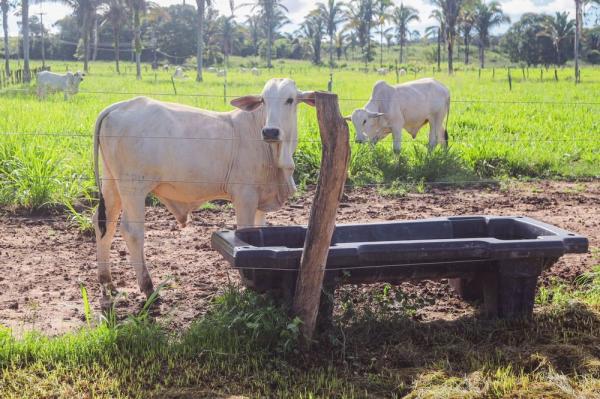  Piau&iacute; inicia &uacute;ltima campanha de vacina&ccedil;&atilde;o contra a aftosa com foco na exporta&ccedil;&atilde;o de carne bovina(Imagem:Divulga&ccedil;&atilde;o)