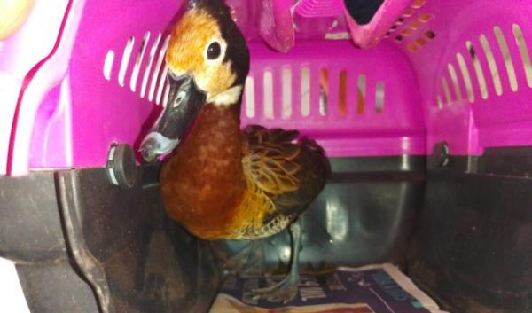 Semarh acolhe e recupera animais silvestres resgatados no Piauí(Imagem:Ascom Semarh)