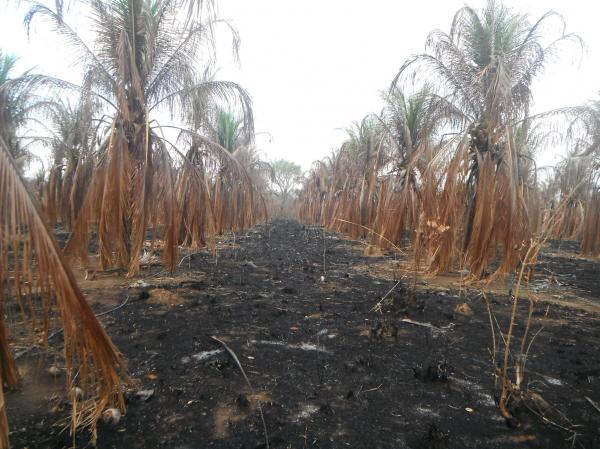 Inc&ecirc;ndio atingiu planta&ccedil;&atilde;o de coco na localidade Morrinhos.(Imagem:FlorianoNews)