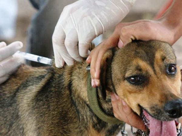 Começa vacinação de cães e gatos na zona urbana de Teresina
