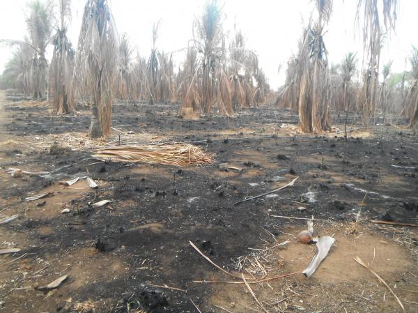 Inc&ecirc;ndio atingiu planta&ccedil;&atilde;o de coco na localidade Morrinhos.(Imagem:FlorianoNews)