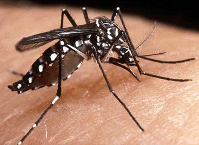 Piauí registrou mais de mil casos suspeitos de dengue em 2015