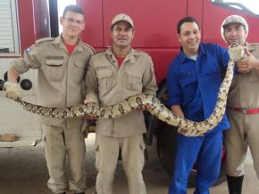 Empregada encontra cobra de quase 3 metros dentro de casa em MT