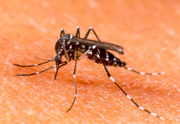 Dengue tem potencial de se transformar em pandemia mundial, adverte OMS