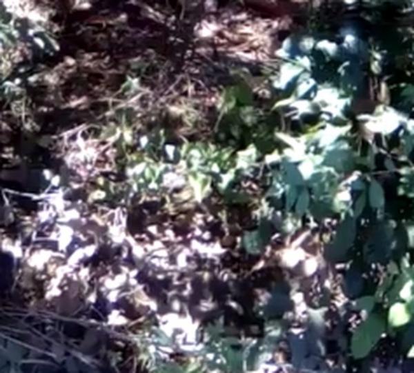 Corpo em decomposição é encontrado por populares na Zona Sul de Teresina