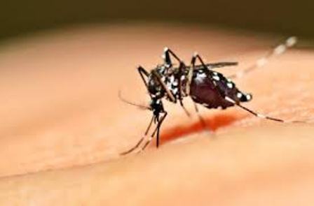 Piauí: começa hoje mobilização nacional de combate ao Aedes aegypti