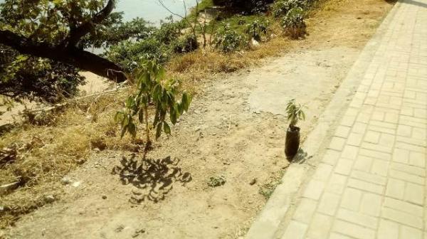SEMDAS promove a&ccedil;&atilde;o social e plantio de mudas no bairro S&atilde;o Crist&oacute;v&atilde;o.(Imagem:FlorianoNews)