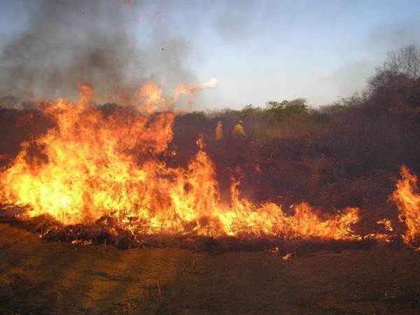 Em emergência ambiental, Piauí receberá brigadistas para combater incêndios