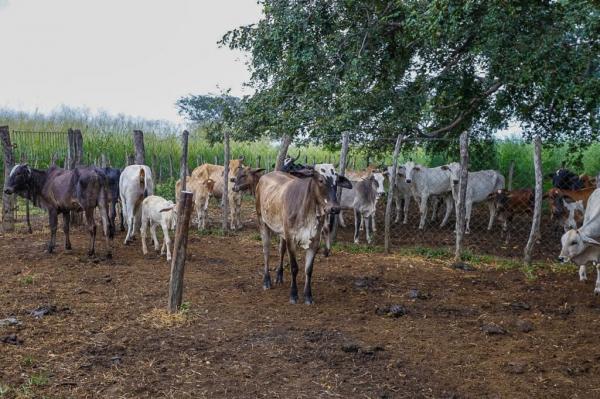 Piau&iacute; Mais Gen&eacute;tica chega a 20 mil insemina&ccedil;&otilde;es no rebanho piauiense(Imagem:Tavynho Neto)