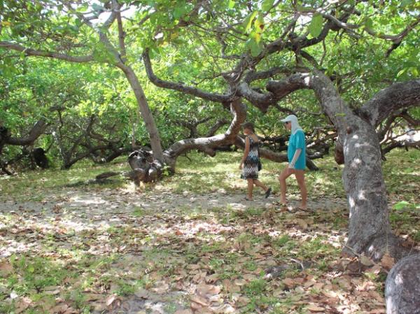 Turistas visitam cajueiro do Piau&iacute;.(Imagem:Gilcilene Ara&uacute;jo/G1)