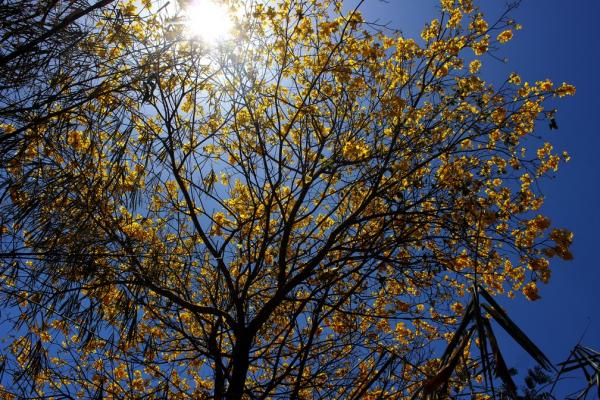 In&iacute;cio da primavera no Piau&iacute; ter&aacute; altas temperaturas e umidade de deserto no Piau&iacute;.(Imagem:Simone Rodrigues/ Arquivo Pessoal)