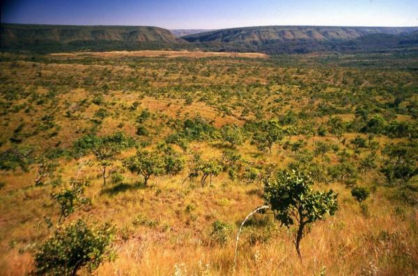Piauí lidera na redução do desmatamento no Cerrado, com queda de 10%